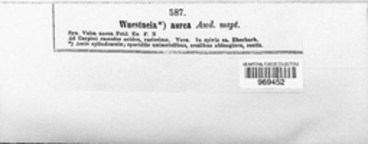 Wuestneia chrysostroma image